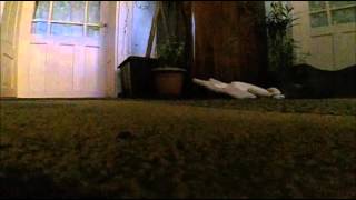 Cat attacks the camera slow motion