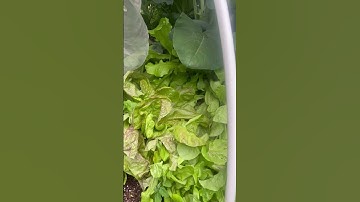 Mulch Options for Your Vegetable Garden