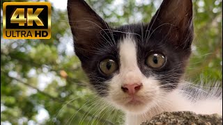 Beautiful baby cat video 4K 60FPS