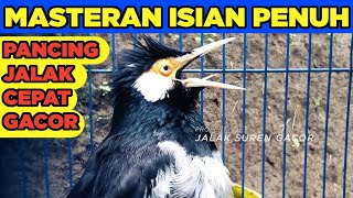 Kumpulan Suara Jalak Suren Gacor Terbaik - Masteran Ampuh Untuk Pancingan Burung Jalak Full Isian
