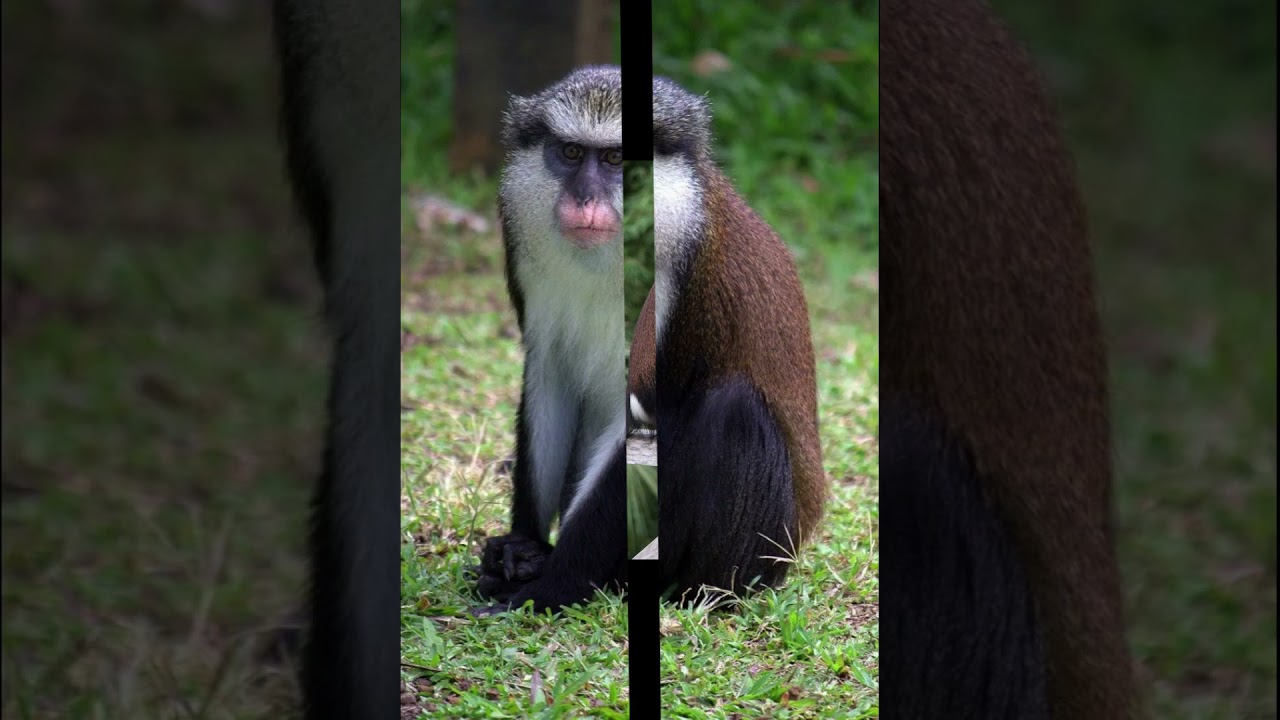 Мартышки Мона