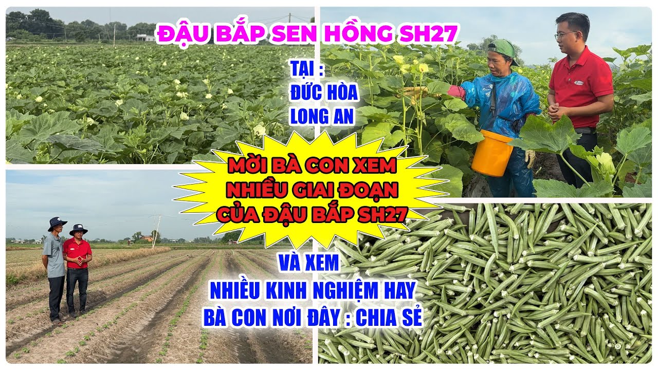ĐẬU BẮP SEN HỒNG SH27 Ở ĐỨC HÒA, LONG AN: XEM NHIỀU GIAI ĐOẠN CỦA CÂY VÀ NGHE NHIỀU KINH NGHIỆM HAY