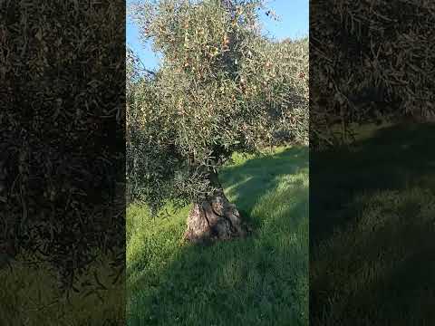 الزيتون تبارك الله الخير 