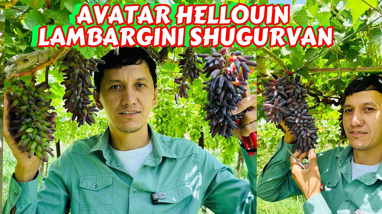 Янги навдаги узумлар 4 гехтарлик аватар боғи