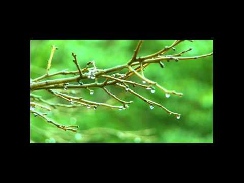 واعلم انك تغفر ذنبي محمد الحسيان صوت المطر 