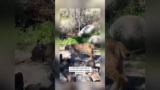 I Would Of Ran Vid Cred-Debbievaccarello