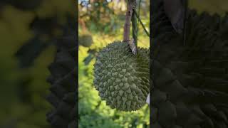 Durian black thorn paling mahal di dunia #durianindonesia #durianblackthorn