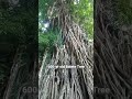 600-year Balete Tree #travel #shorts #philippines #baler