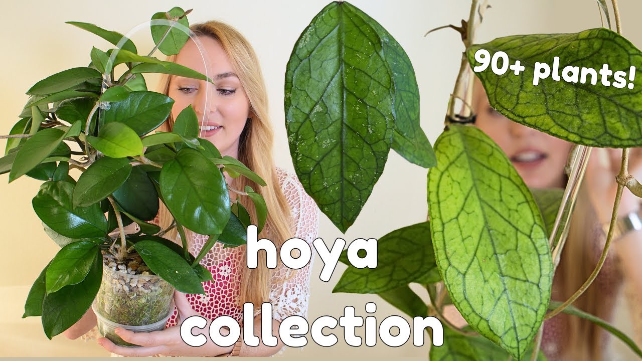 my hoya collection 2025 ...but with a twist  😉 🌿