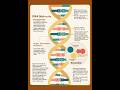 DNA Molecule Overview!