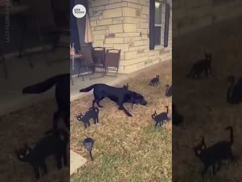 Black Labrador scared of black cat Halloween decorations | USA TODAY #Shorts