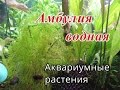 Амбулия водная. Лимнофила водная (Limnophila aquatica)