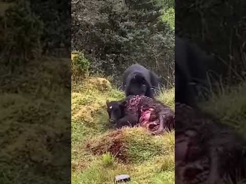 Bear drags off cow alive