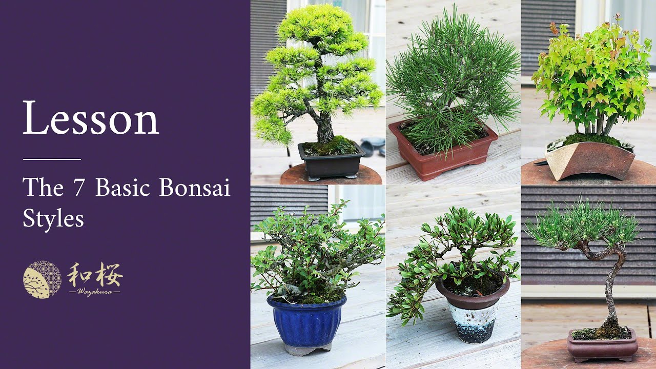 Bonsai Expert Explains: The 7 Basic Bonsai Styles You Need to Know ||  Wazakura Japan