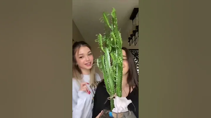 Ayliz Duman Trend Tiktok Videos 00199