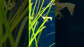 Happy Fathers Day! @NewEnglandAquarium