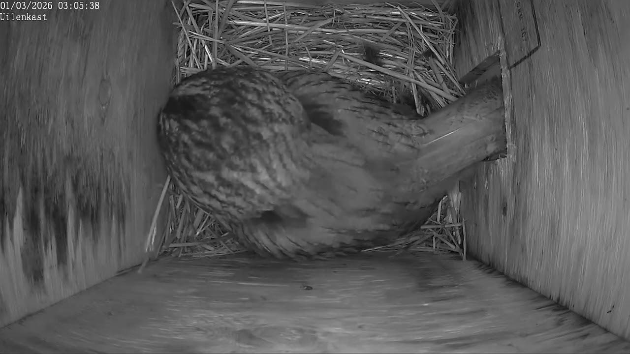 🦉 Hoor de Bosuilen in de uilenkast op de Zanderij Castricum