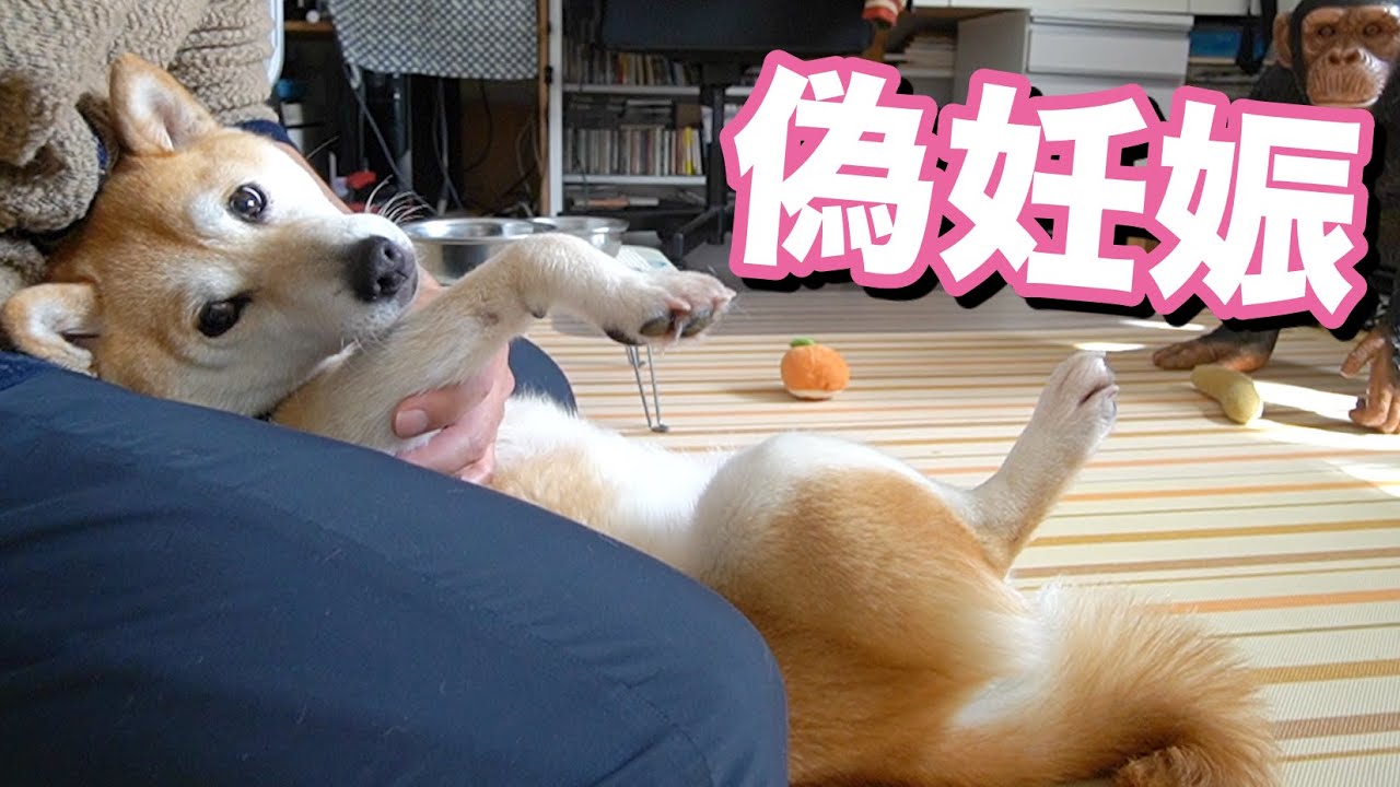 飼い主の自己満に付き合わされ解せない柴犬こてつ君のクリスマス 的youtube视频效果分析报告 Noxinfluencer