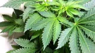 Veg update, HSO B.kush & Chemdawg