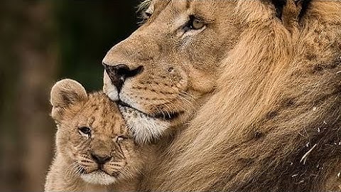 cute baby | lion vrs baby#viral #music #video #baby#shorts  boy#shortsbts#subscribe#short