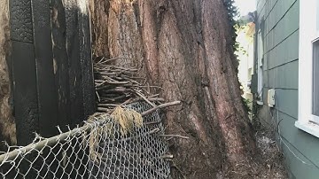 Property owner: Tree is cause of damage
