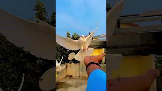 new shortvideos pigeon ?️❤️‍?