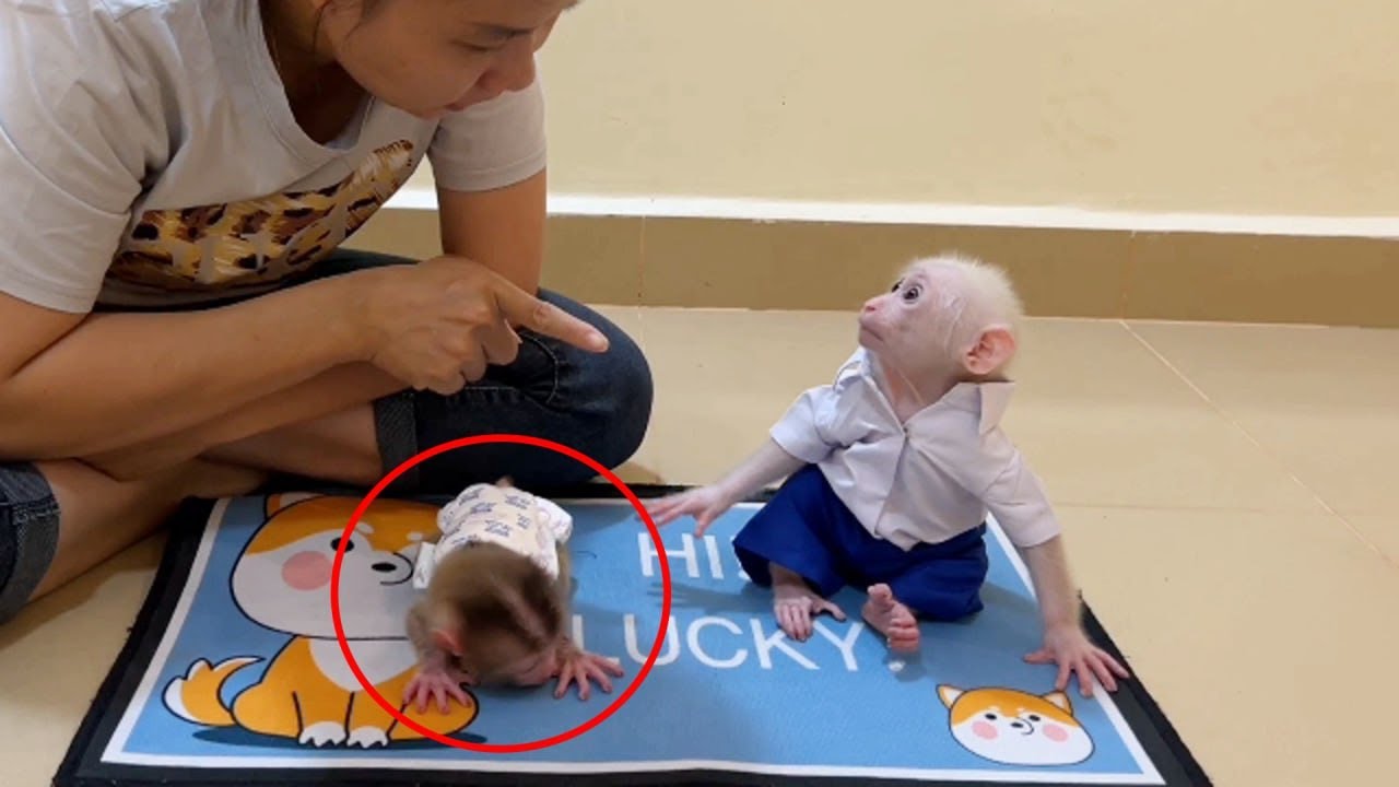 Pavpav Sadly Sit Tiny When Mom Disciplnee Him Not Bit-e Titas