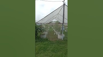 Thumbnail of green house anggur