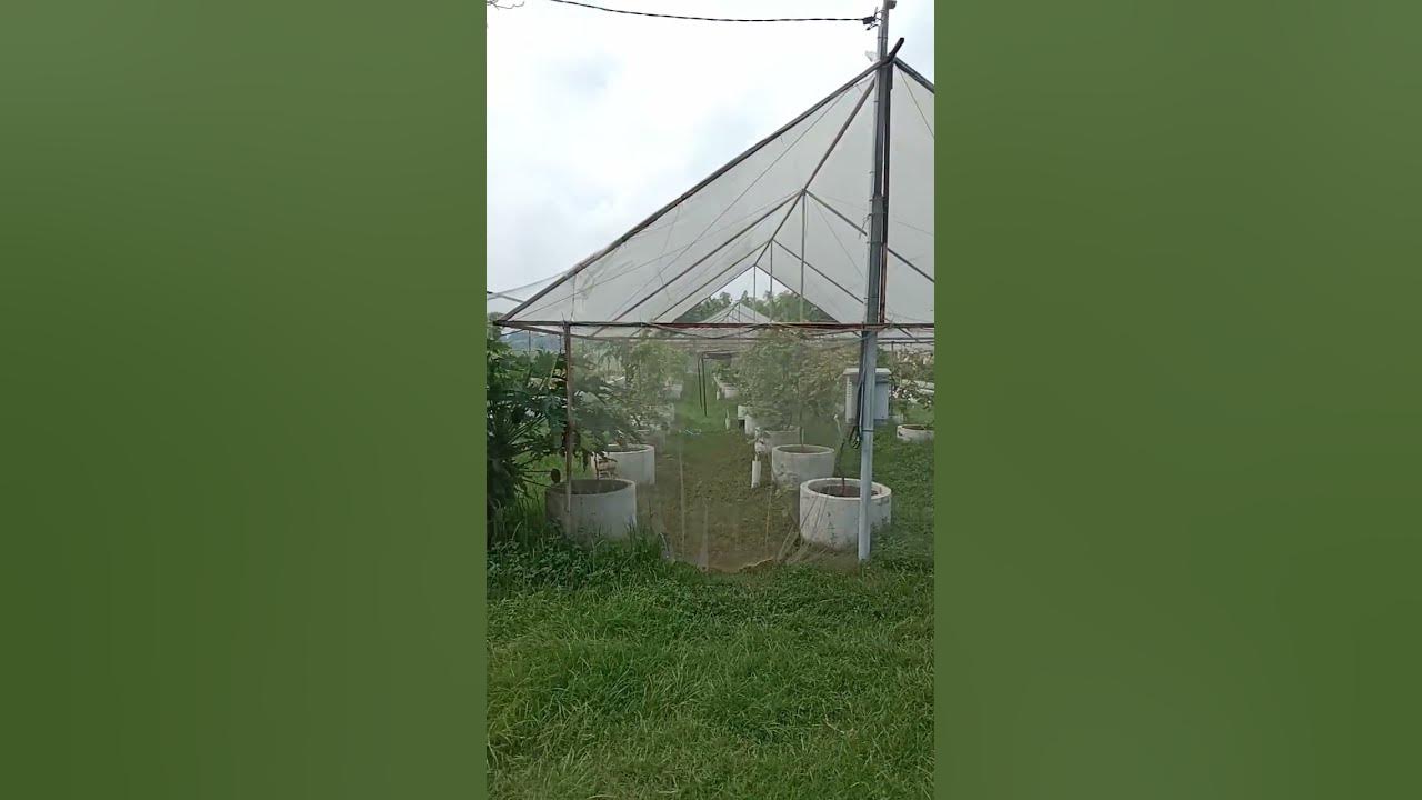 green house anggur green house anggur