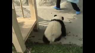 Cuccioli Di Panda In Uno Zoo Cinese