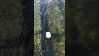кто знает сколько лет они живут? #природа #медуза #водныймир #shorts