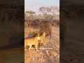 Lions Hunting in the Wild 🦁