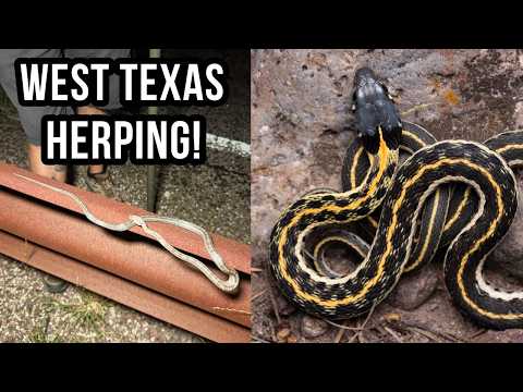 Return to West Texas! Stunning Garter Snakes, Ratsnakes, and Rattlesnakes!