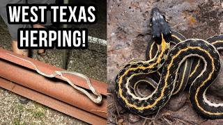 Return to West Texas! Stunning Garter Snakes, Ratsnakes, and Rattlesnakes!