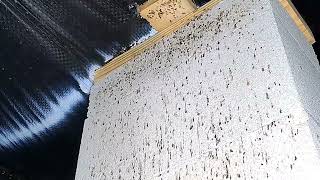 New Home Buyer - Early Termite Detection