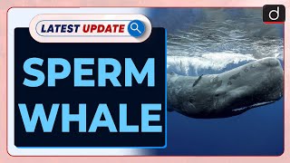 Sperm Whale | Latest update | Drishti IAS English