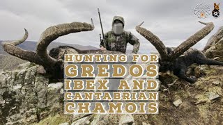 Hunting for Gredos Ibex and Cantabrian chamois