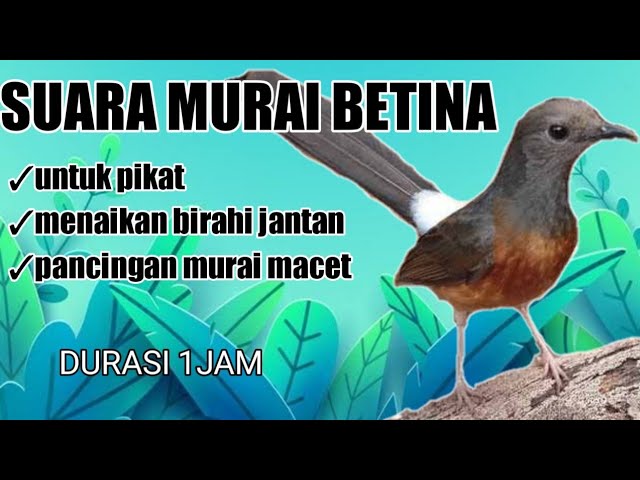 SUARA MURAI BETINA  HUTAN PANGGIL JANTAN class=