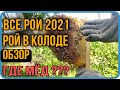 Рой в колоде|обзор|все рои 2021|где мёд?|нужен совет пчеловодов