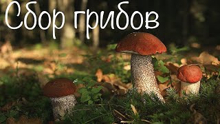 ОСЕННЯЯ ВОЛНА ГРИБОВ 2023! ОДНА ПОЛЯНА - ПОЛНАЯ КОРЗИНА! Сбор грибов в сентябре 2023