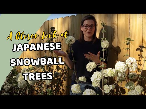 Japanese Snowball Tree Highlight | Catherine Arensberg