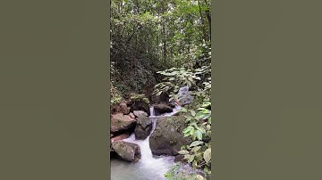A 3D2N jungle trek in Bukit Lawang #shorts #travel #exploresumatera #jungle #naturehikeindonesia