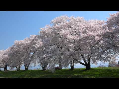 桜吹雪が舞う北信濃の春・4K撮影