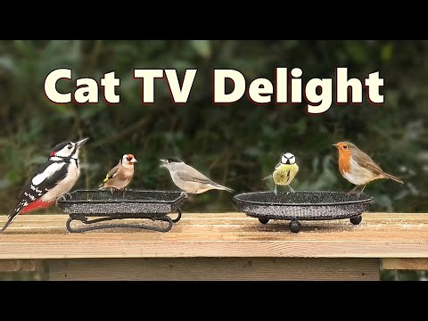 cat tv videos for cats to watch birds Garden Jan 6th 2022 A 4 HOURS - cat tv videos for cats to watch birds Garden Jan 6th 2022 A 4 HOURS