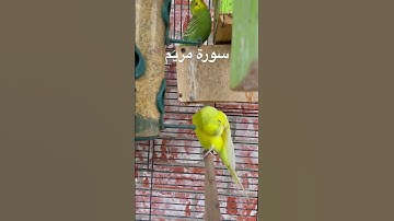 #سورة_مريم #قرآن #محمد_الفقية #اكسبلور #اليمن #البادجي #طيور #العراق #suratmaryam #quran #budgies