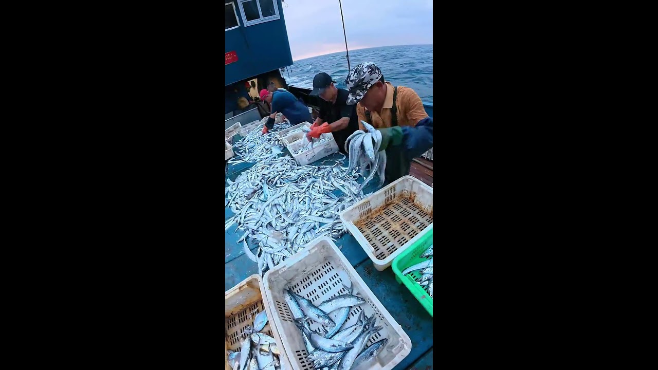 LIVE📹 | Net Fishing in the Pacific Ocean. 