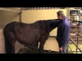 Frozen horse Macy makes a miraculous recovery