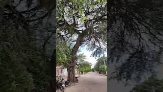 Algarrobo Histórico en el Barrio Litoral #chaco #gotadelchaco #turismo