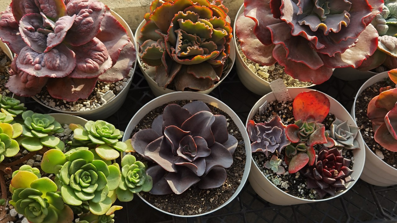 Trasplante de suculenta grande - Echeveria Hortensia