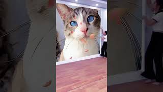 Boa Noite Gatinhos E Gatinhas Çados